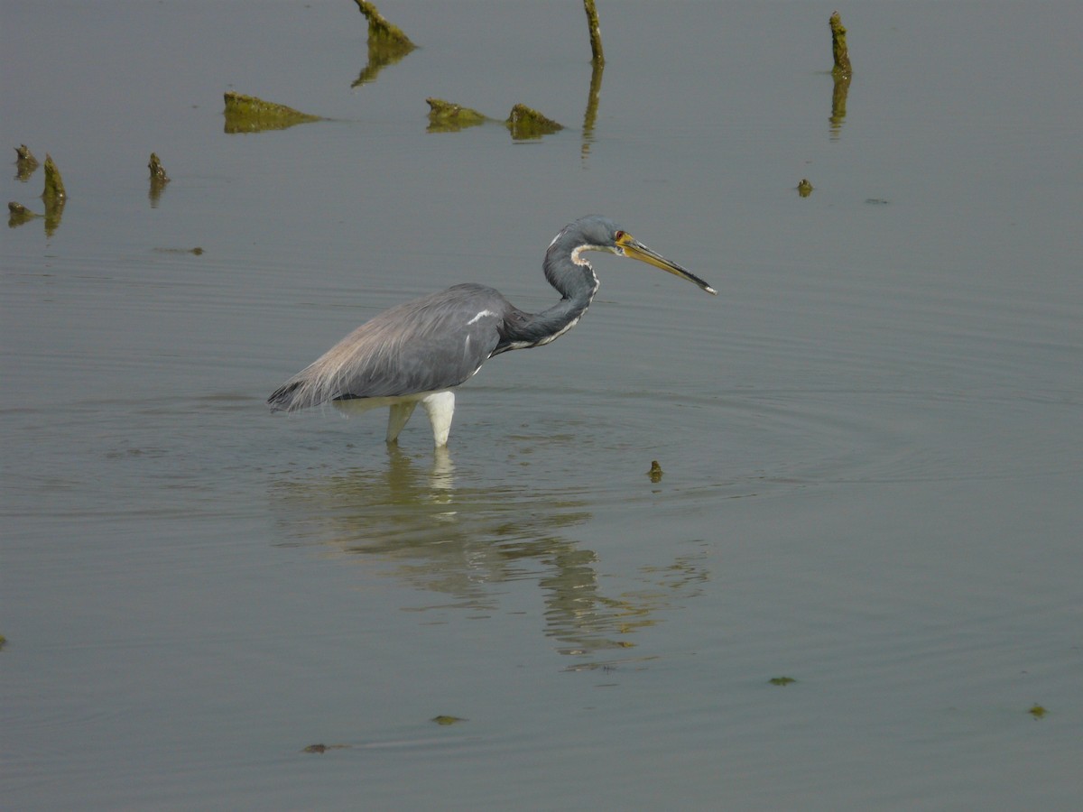 Tricolored Heron - ML642990346
