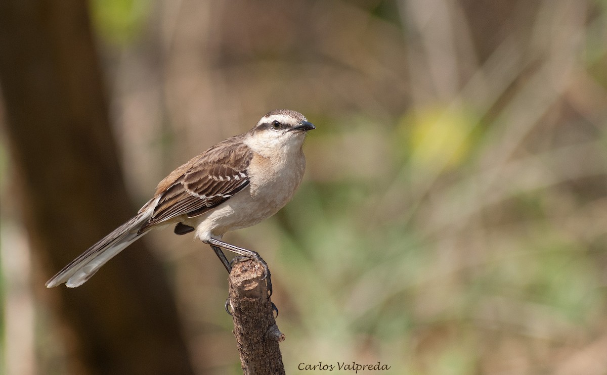 Chalk-browed Mockingbird - ML642990354