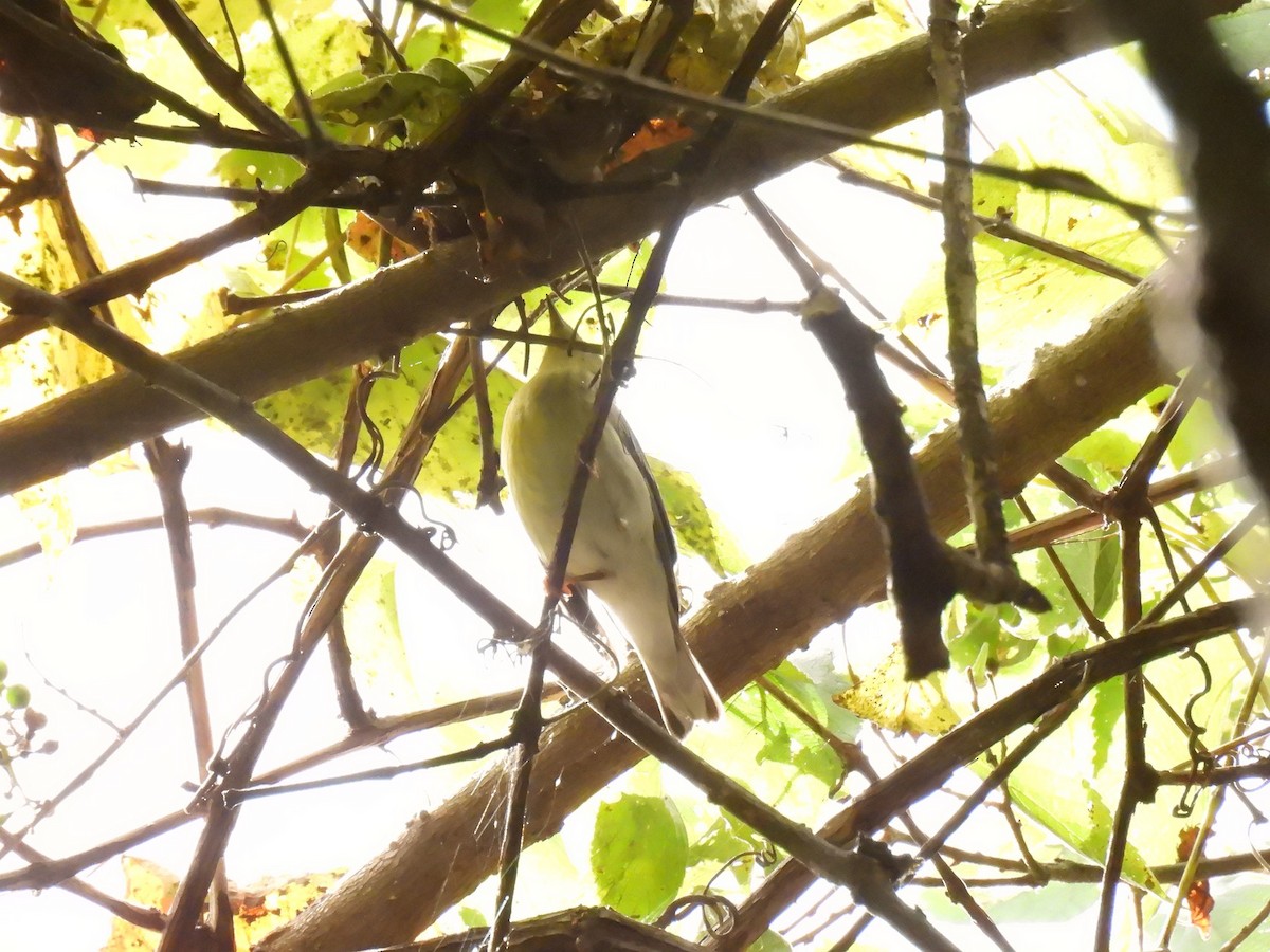 Blackpoll Warbler - ML642990356