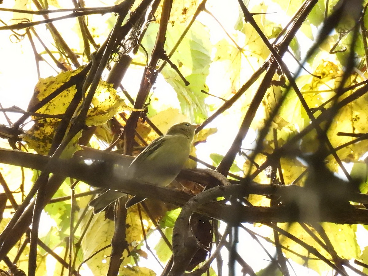 Blackpoll Warbler - ML642990357