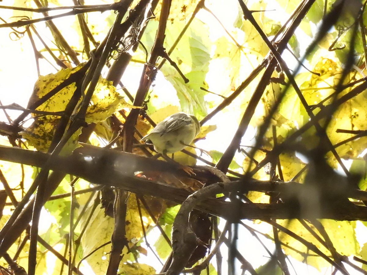 Blackpoll Warbler - ML642990358