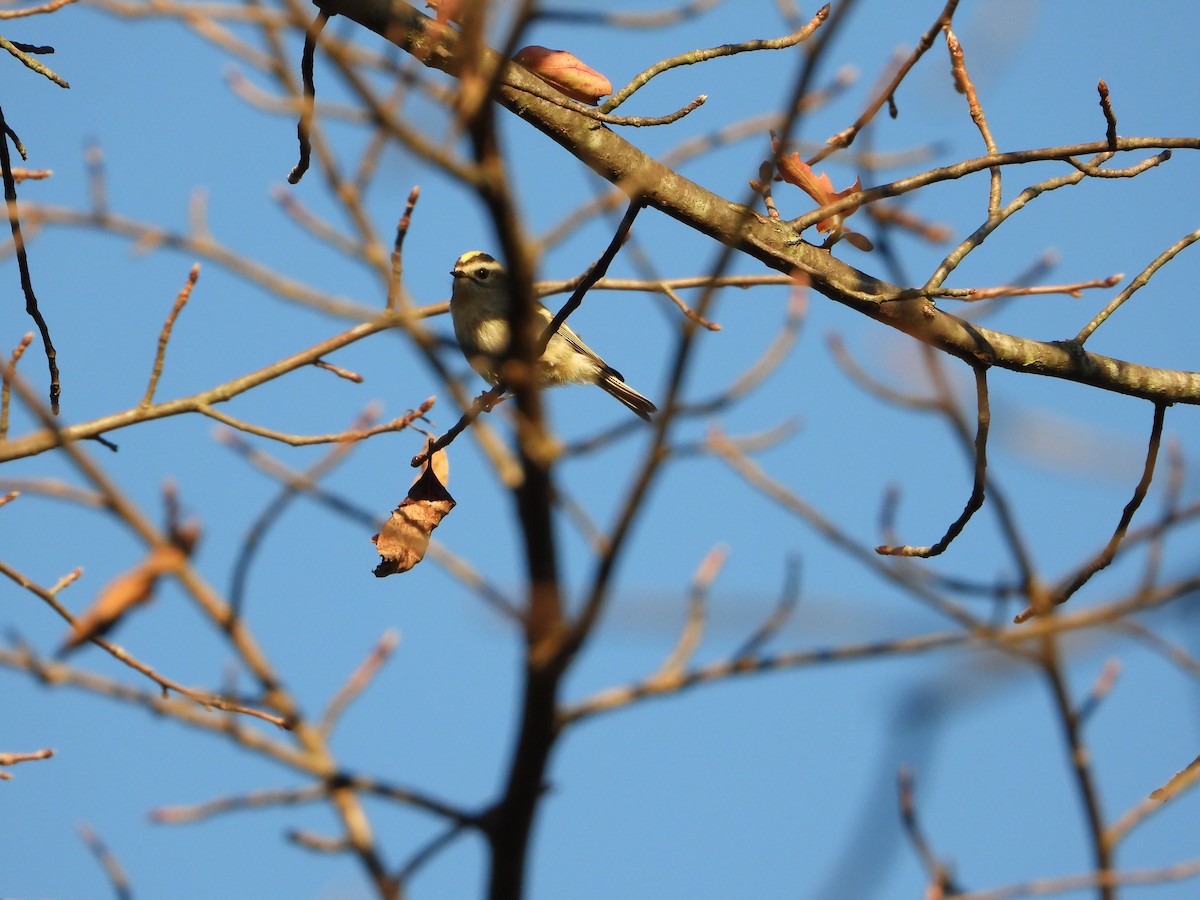Golden-crowned Kinglet - ML642990360