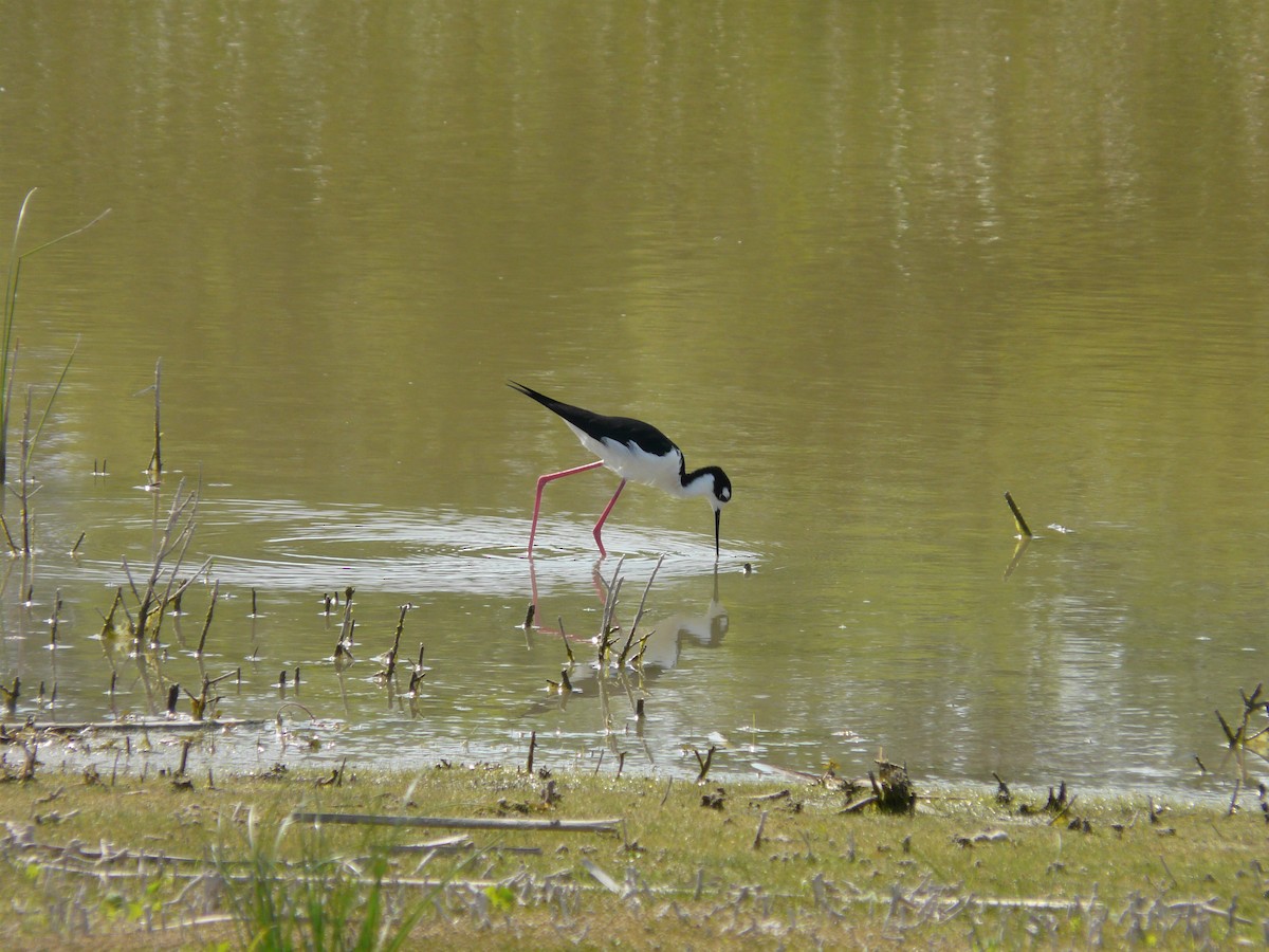 Black-necked Stilt - ML642990363