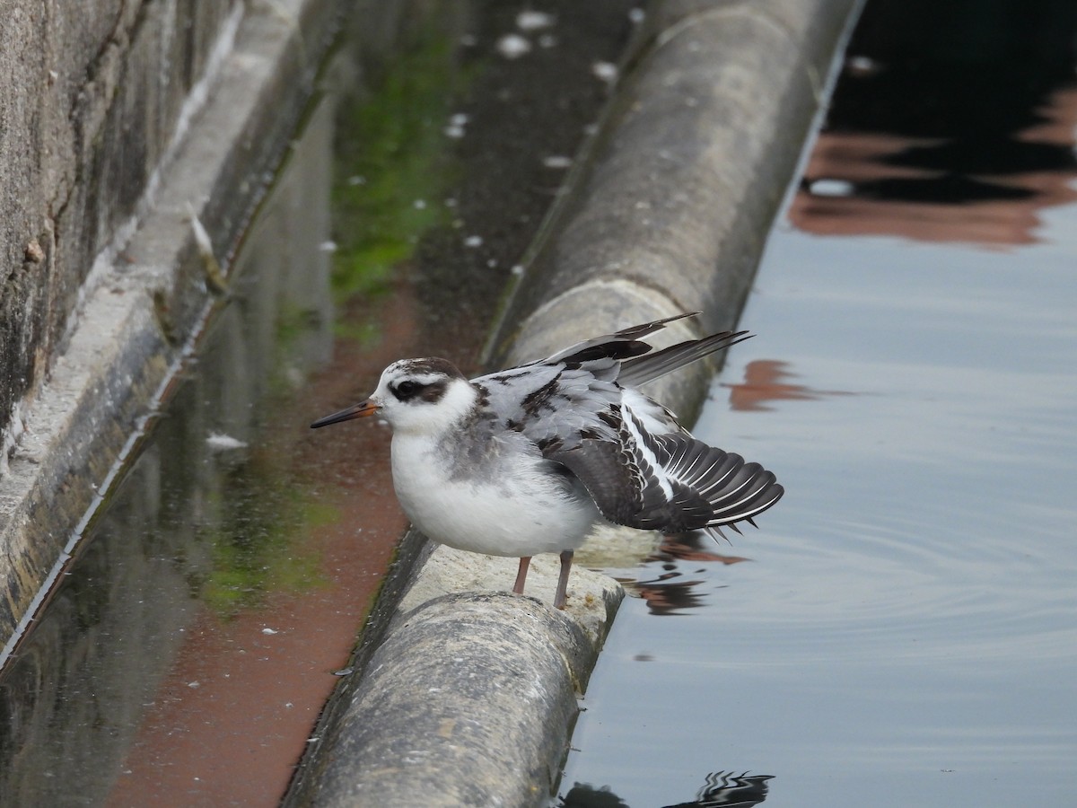 Red Phalarope - ML642990365