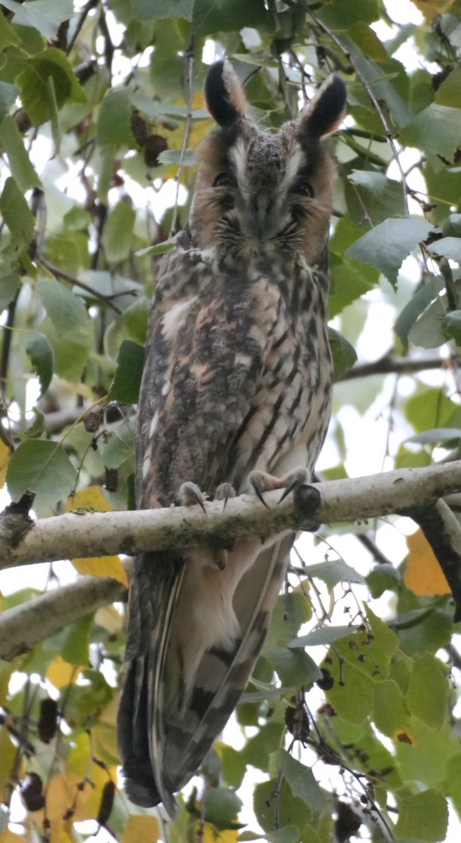 Long-eared Owl - ML642990366