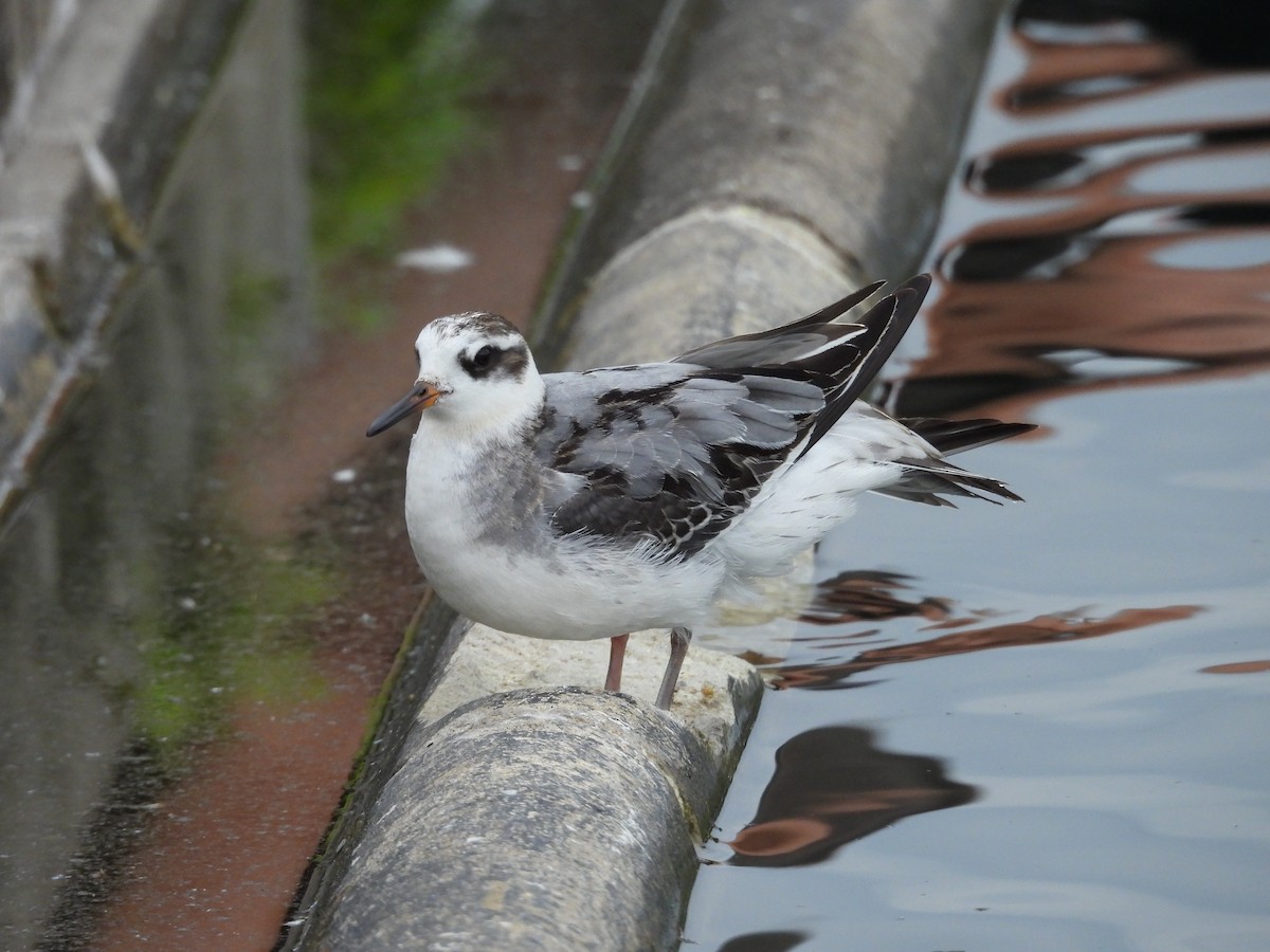 Red Phalarope - ML642990369
