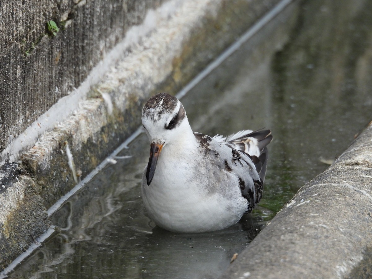 Red Phalarope - ML642990375