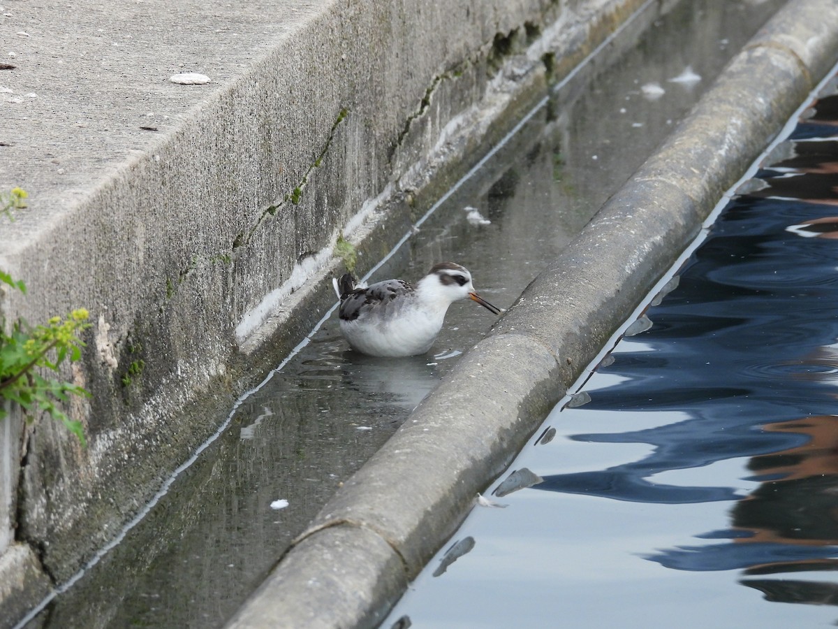 Red Phalarope - ML642990376