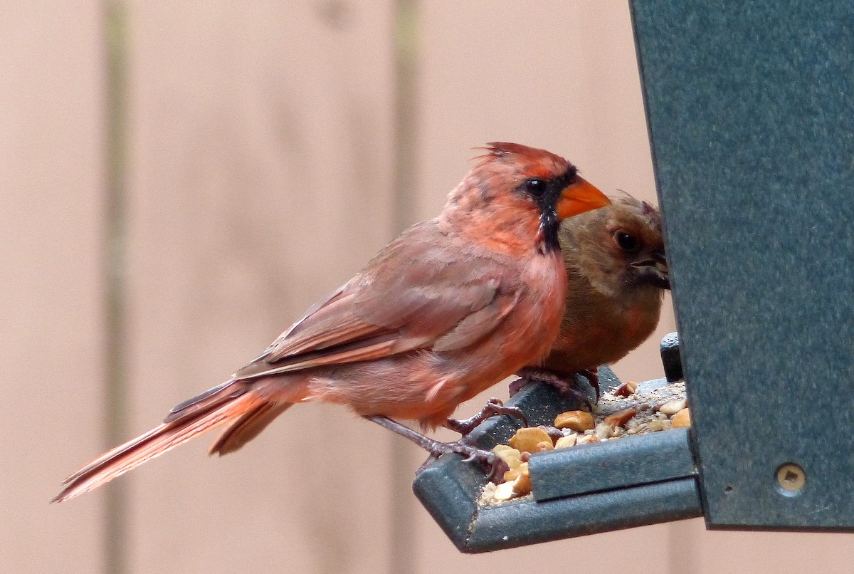 Northern Cardinal - ML642990380