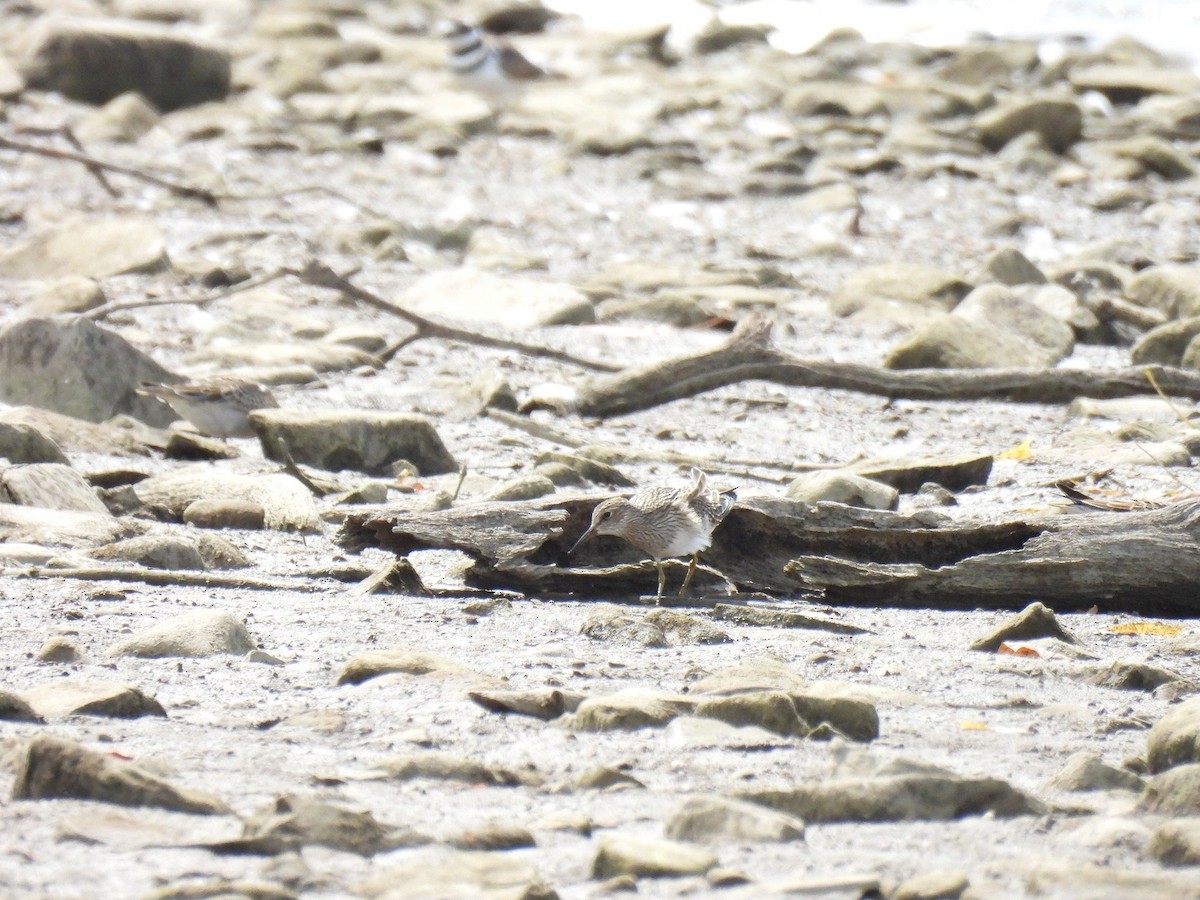 Pectoral Sandpiper - ML642990388