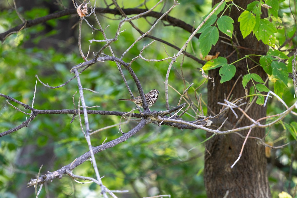 Song Sparrow - ML642990394
