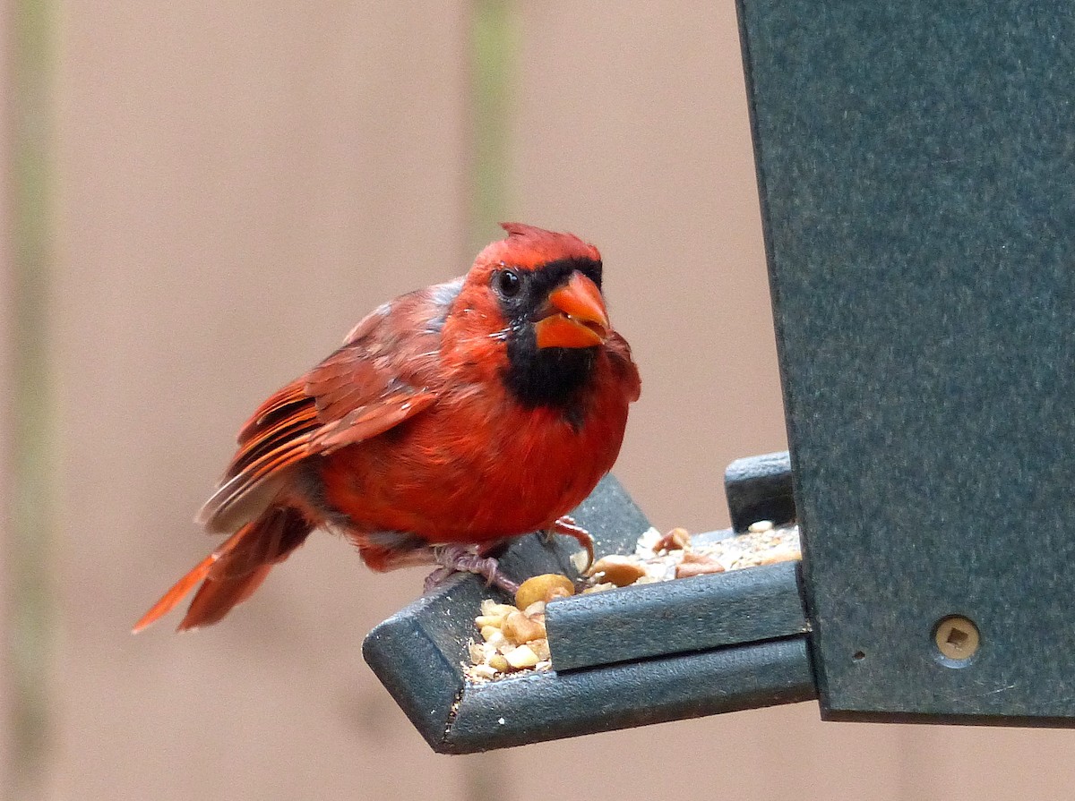 Northern Cardinal - ML642990396