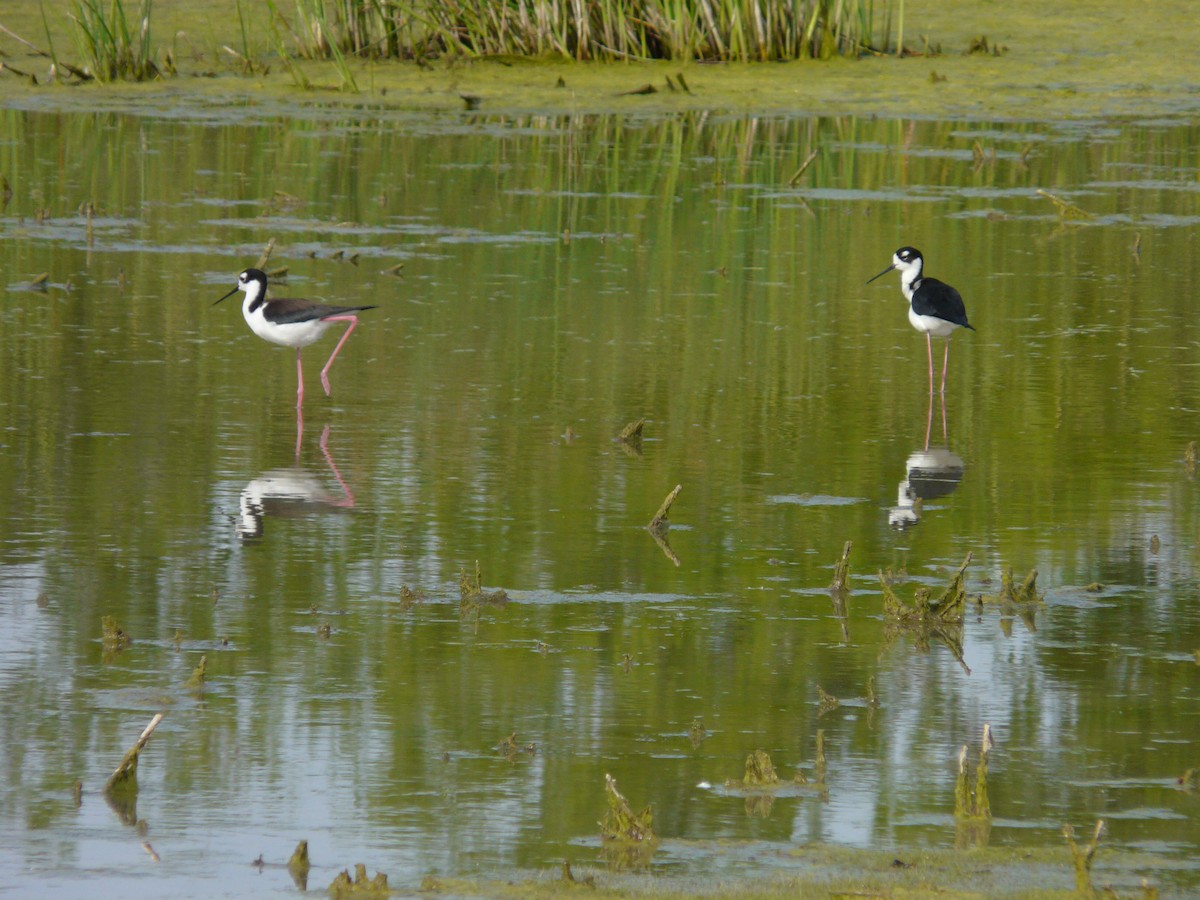 Black-necked Stilt - ML642990397