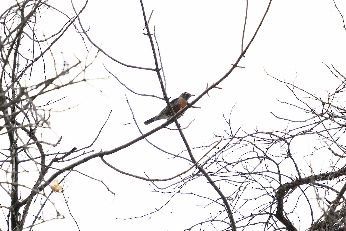American Robin - ML642990412