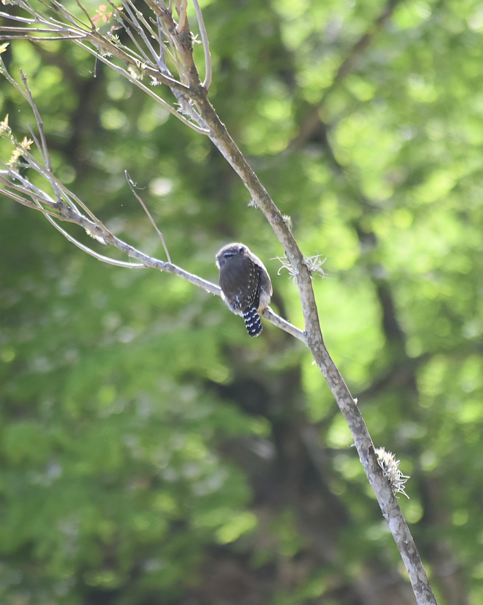 Ferruginous Pygmy-Owl - ML642990413