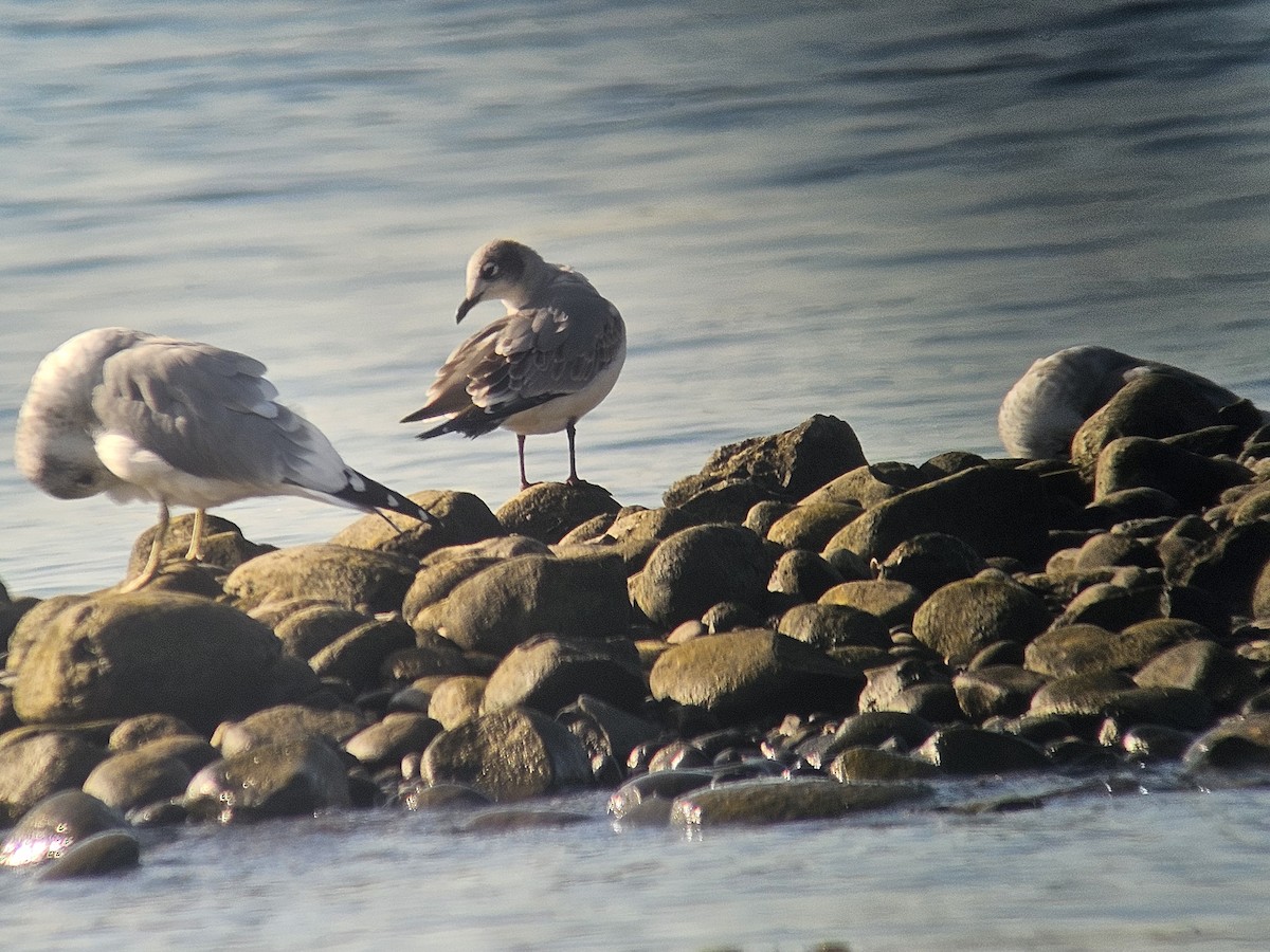 Franklin's Gull - ML642990422