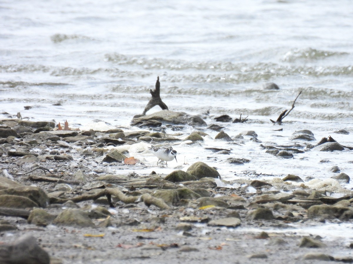 Red-necked Phalarope - ML642990429