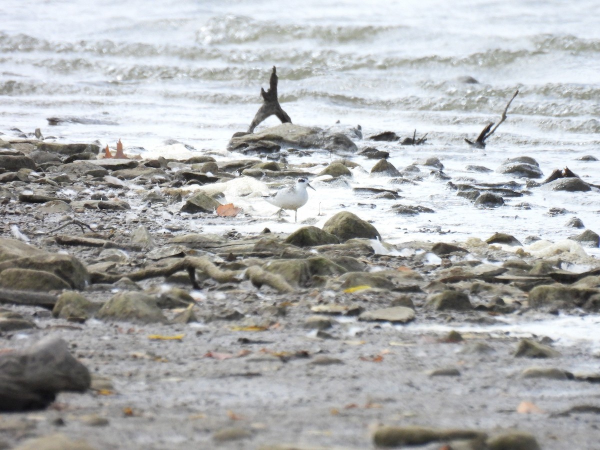 Red-necked Phalarope - ML642990430