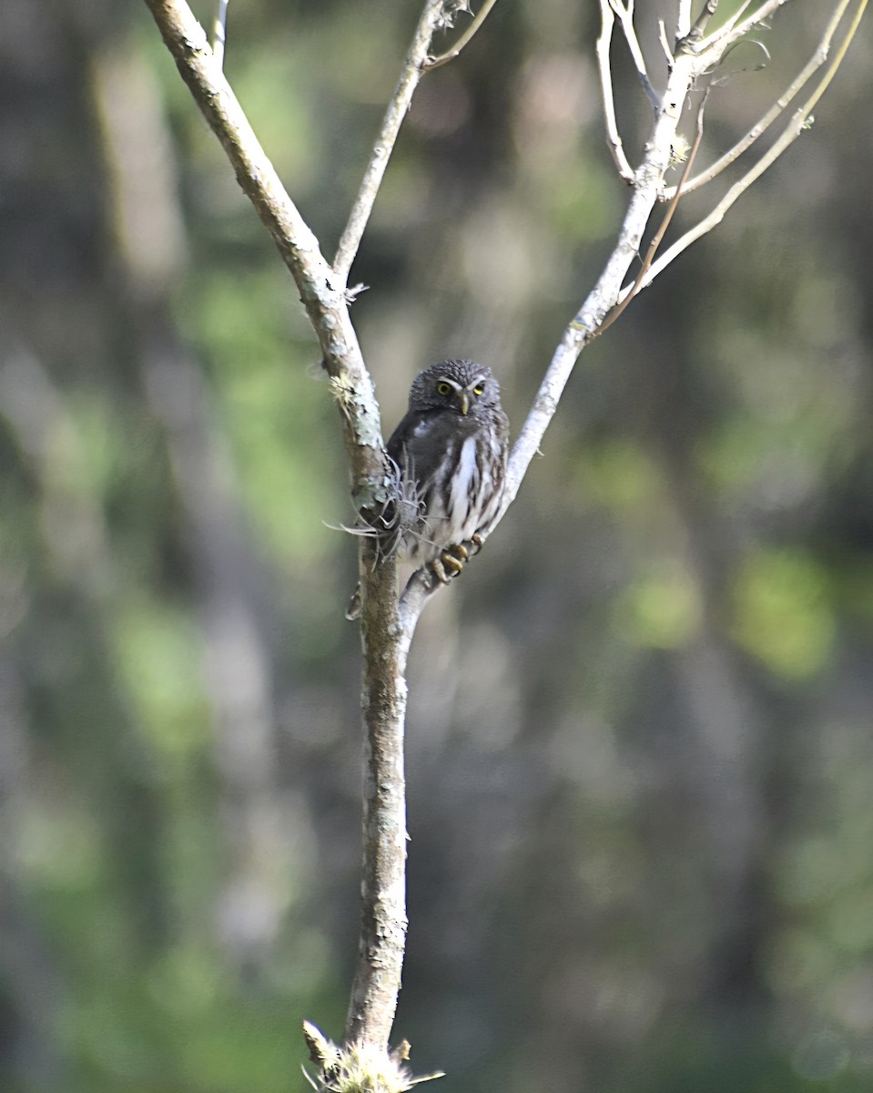 Ferruginous Pygmy-Owl - ML642990437