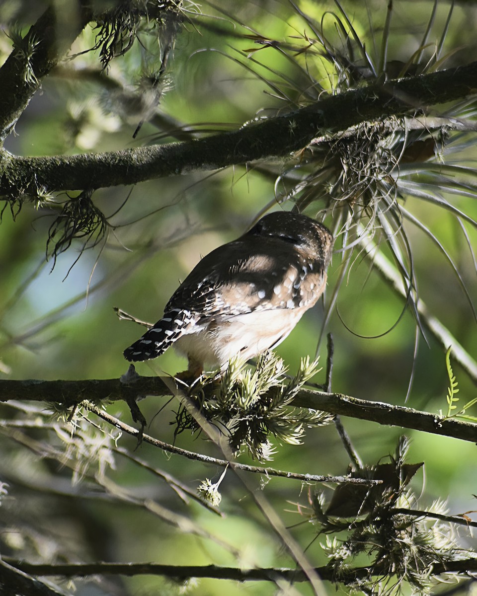 Ferruginous Pygmy-Owl - ML642990438