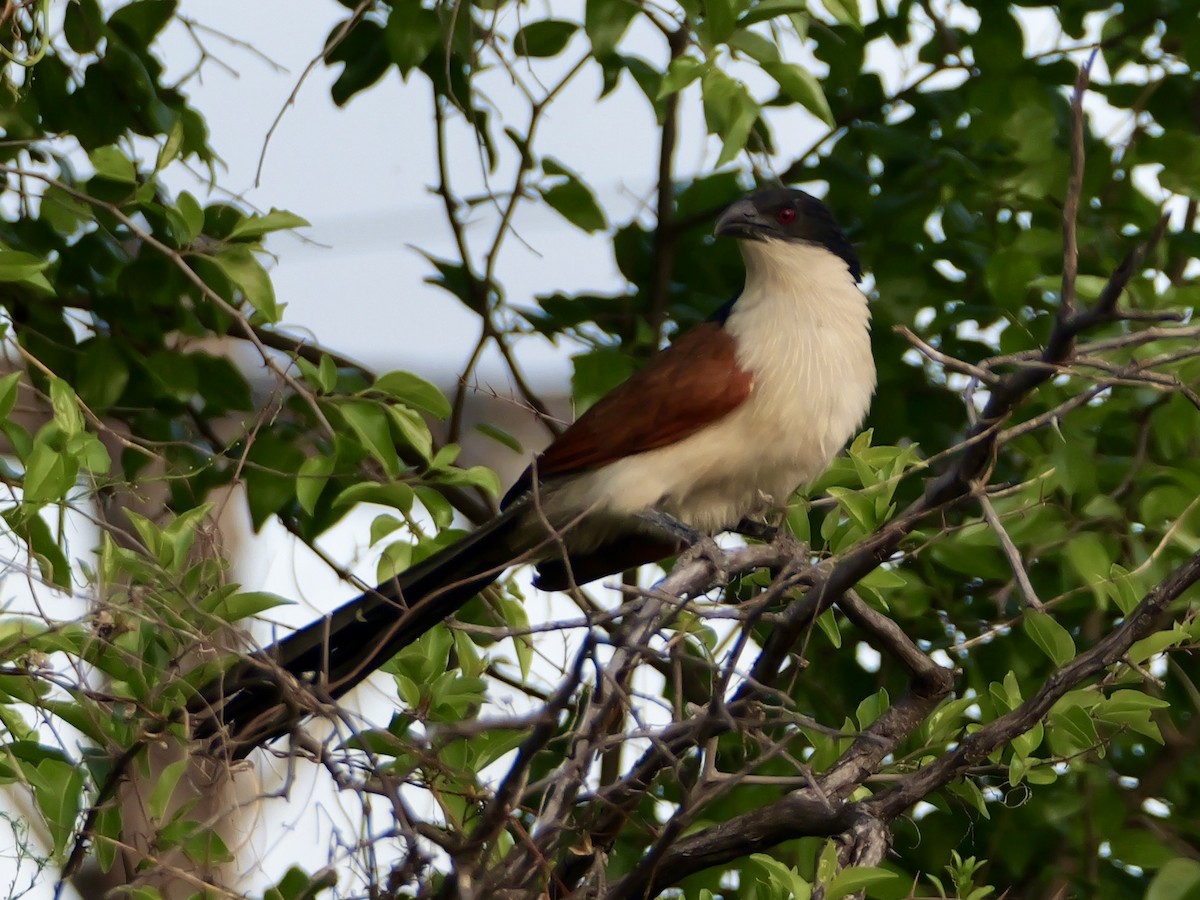 Burchell's Coucal - ML642990439