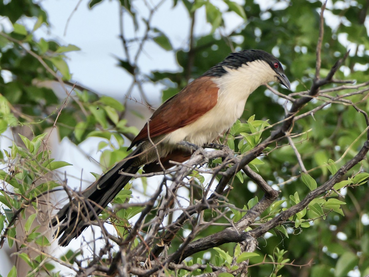 Burchell's Coucal - ML642990440
