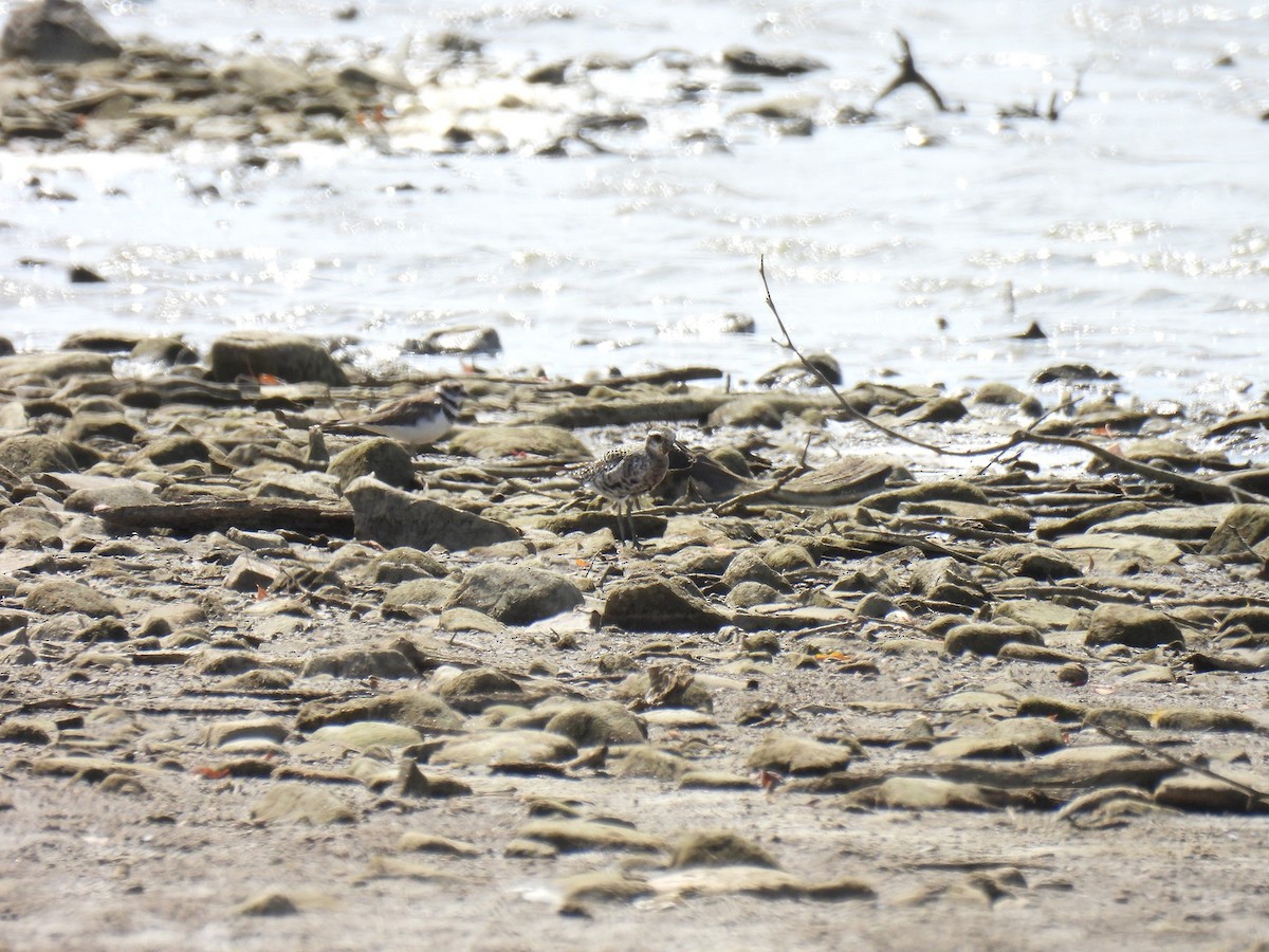 American Golden-Plover - ML642990442