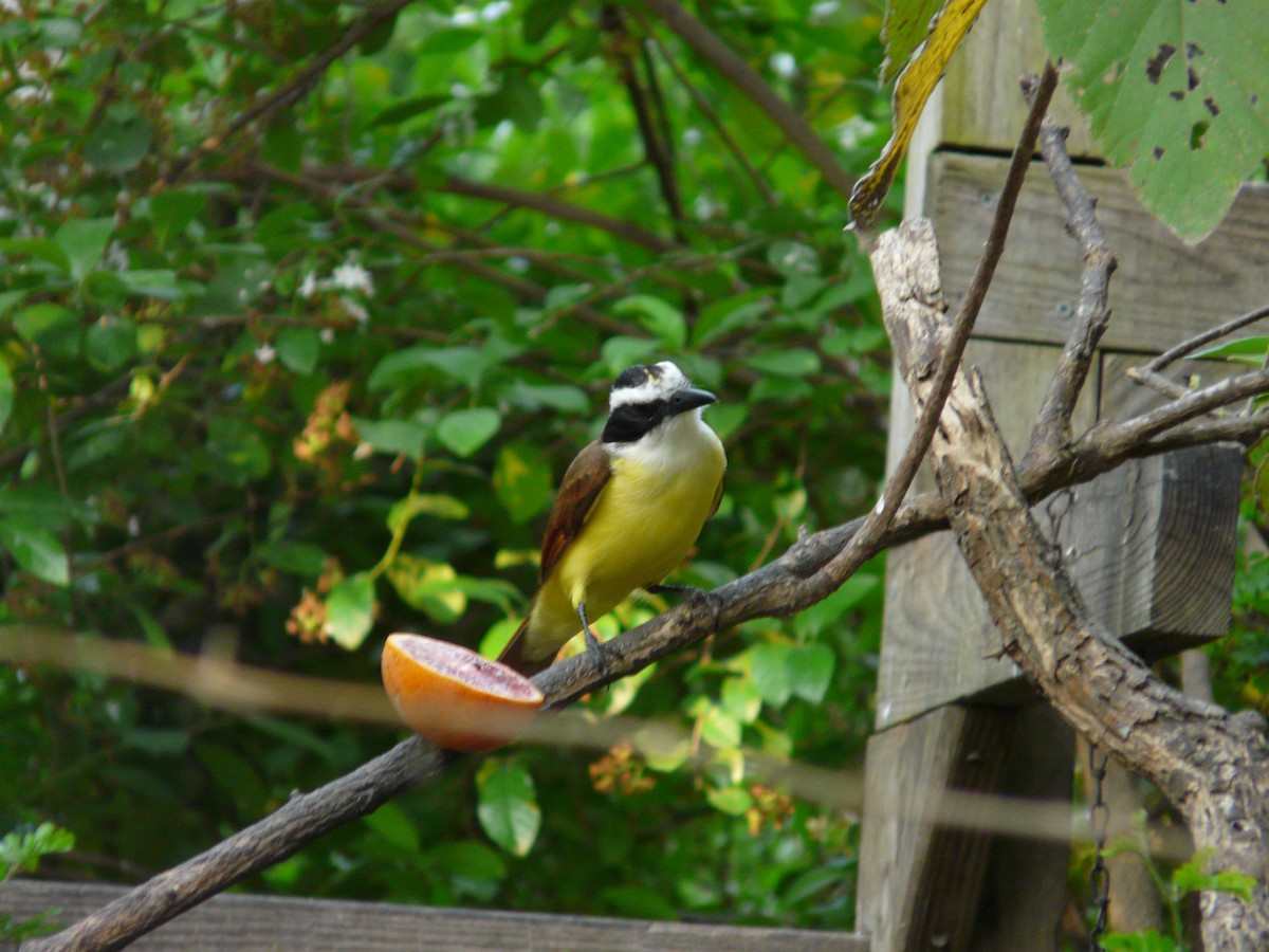 Great Kiskadee - ML642990450
