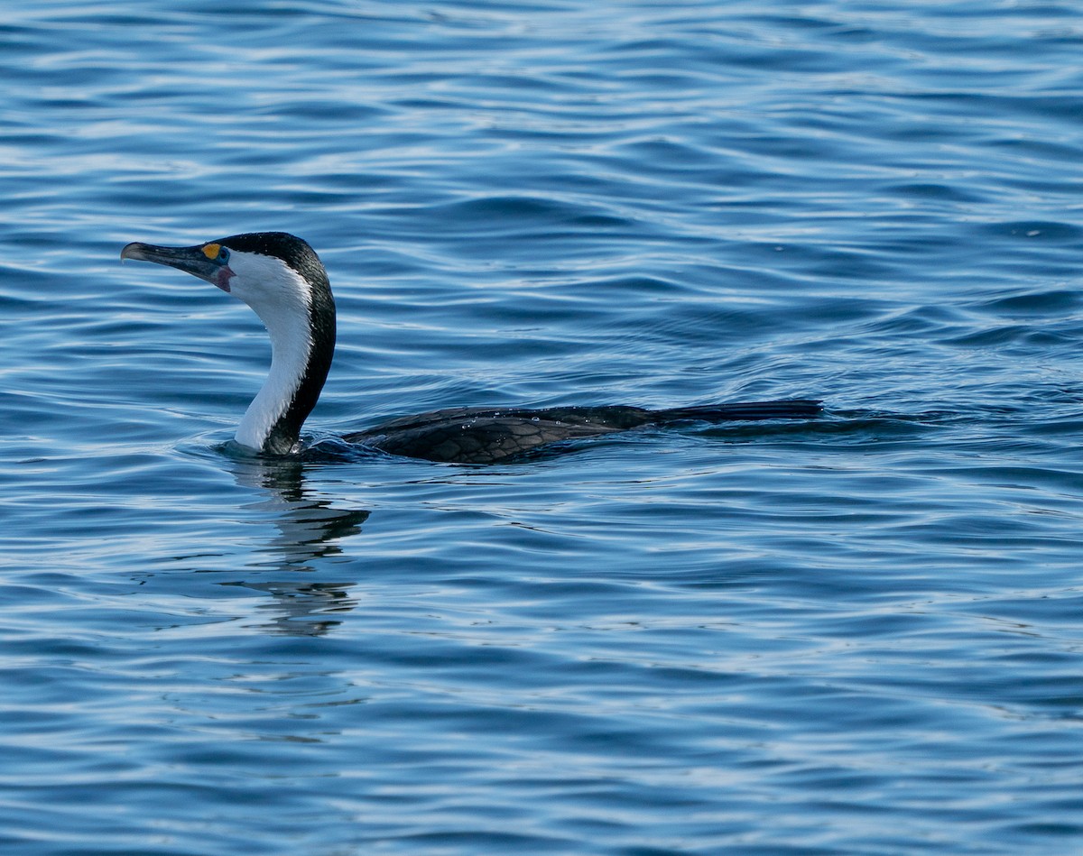 Pied Cormorant - ML642990452