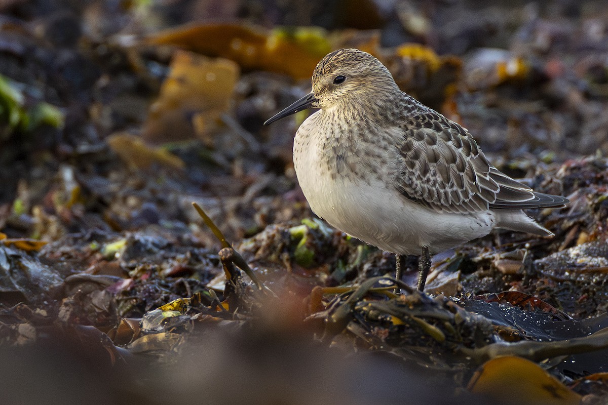 Baird's Sandpiper - ML642990463