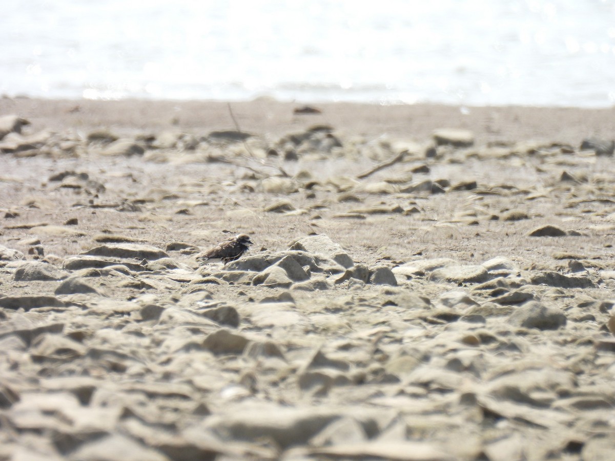 Semipalmated Plover - ML642990464