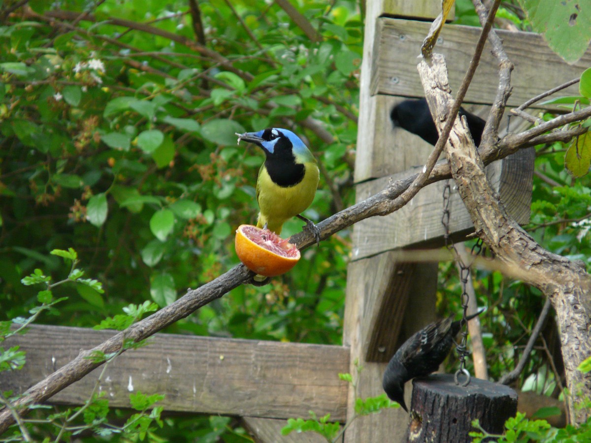 Green Jay (Green) - ML642990472