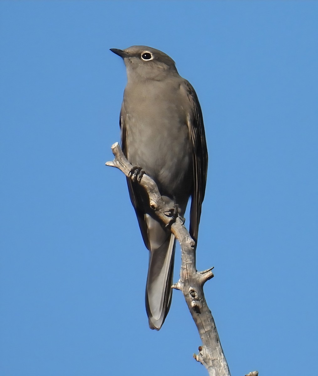 Townsend's Solitaire - ML642990473