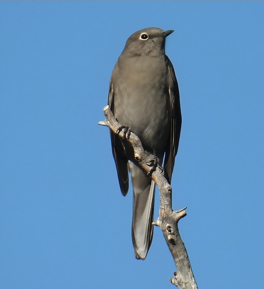 Townsend's Solitaire - ML642990474