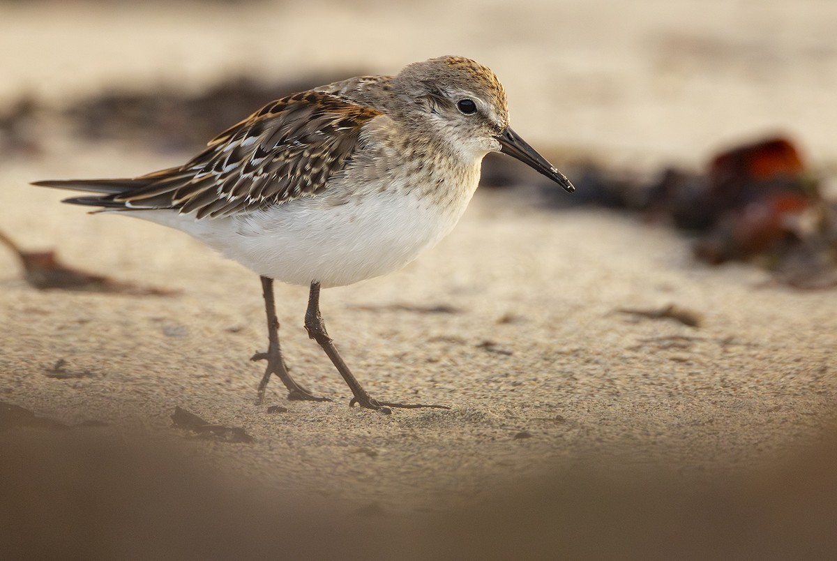 White-rumped Sandpiper - ML642990476
