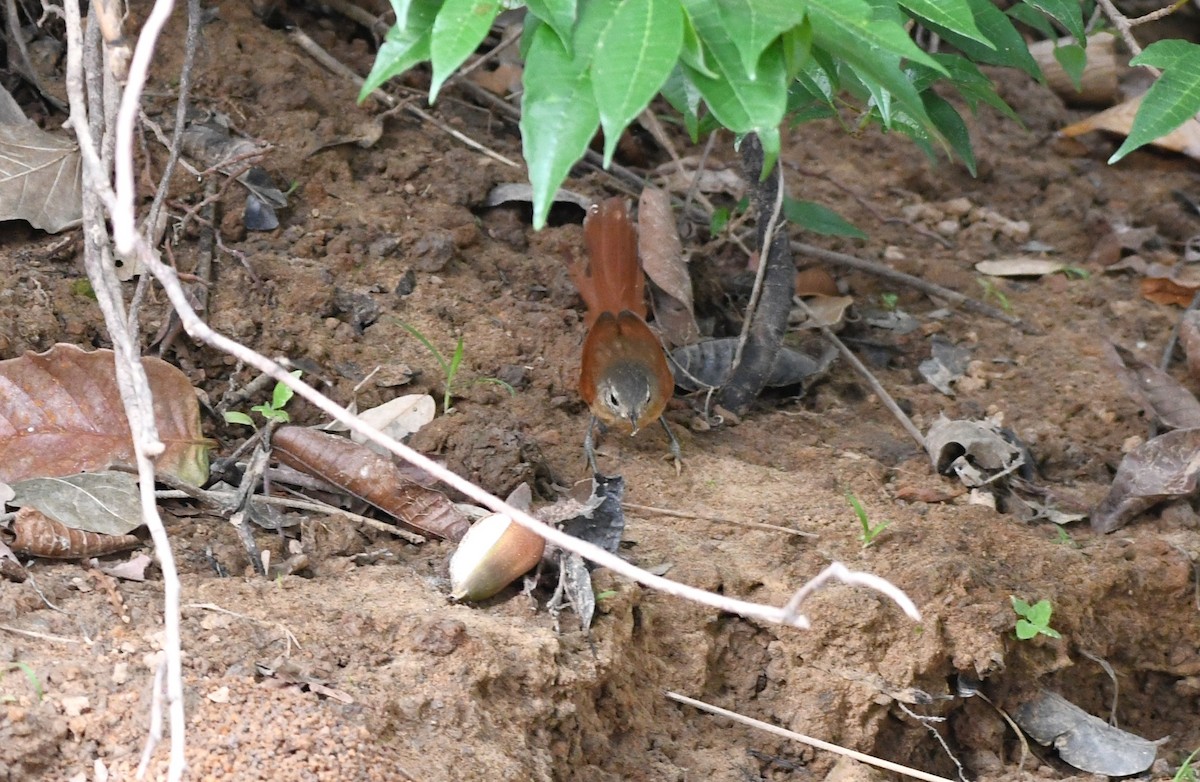 White-lored Spinetail - ML642990495