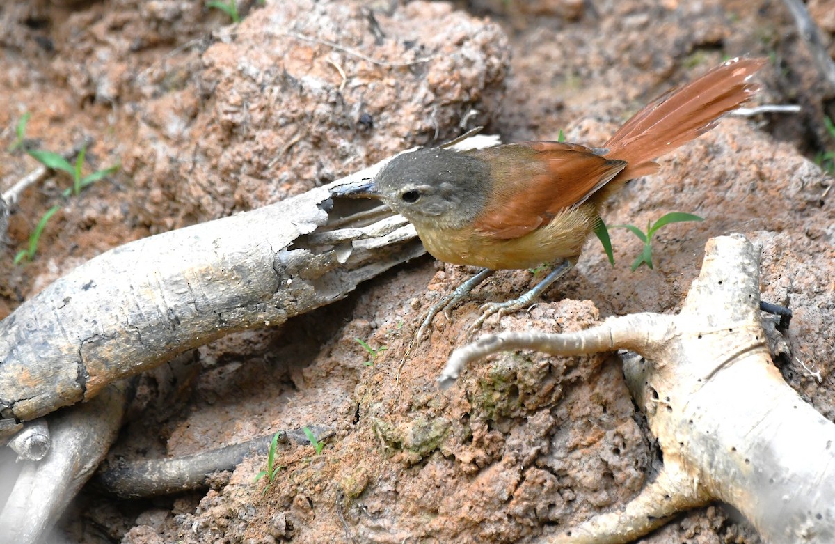 White-lored Spinetail - ML642990496