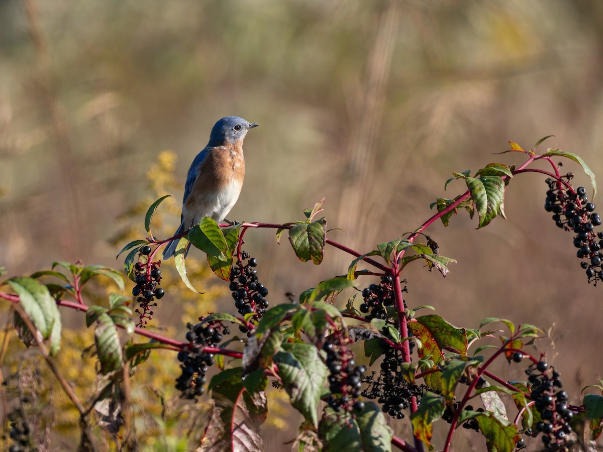 Eastern Bluebird - ML642990511