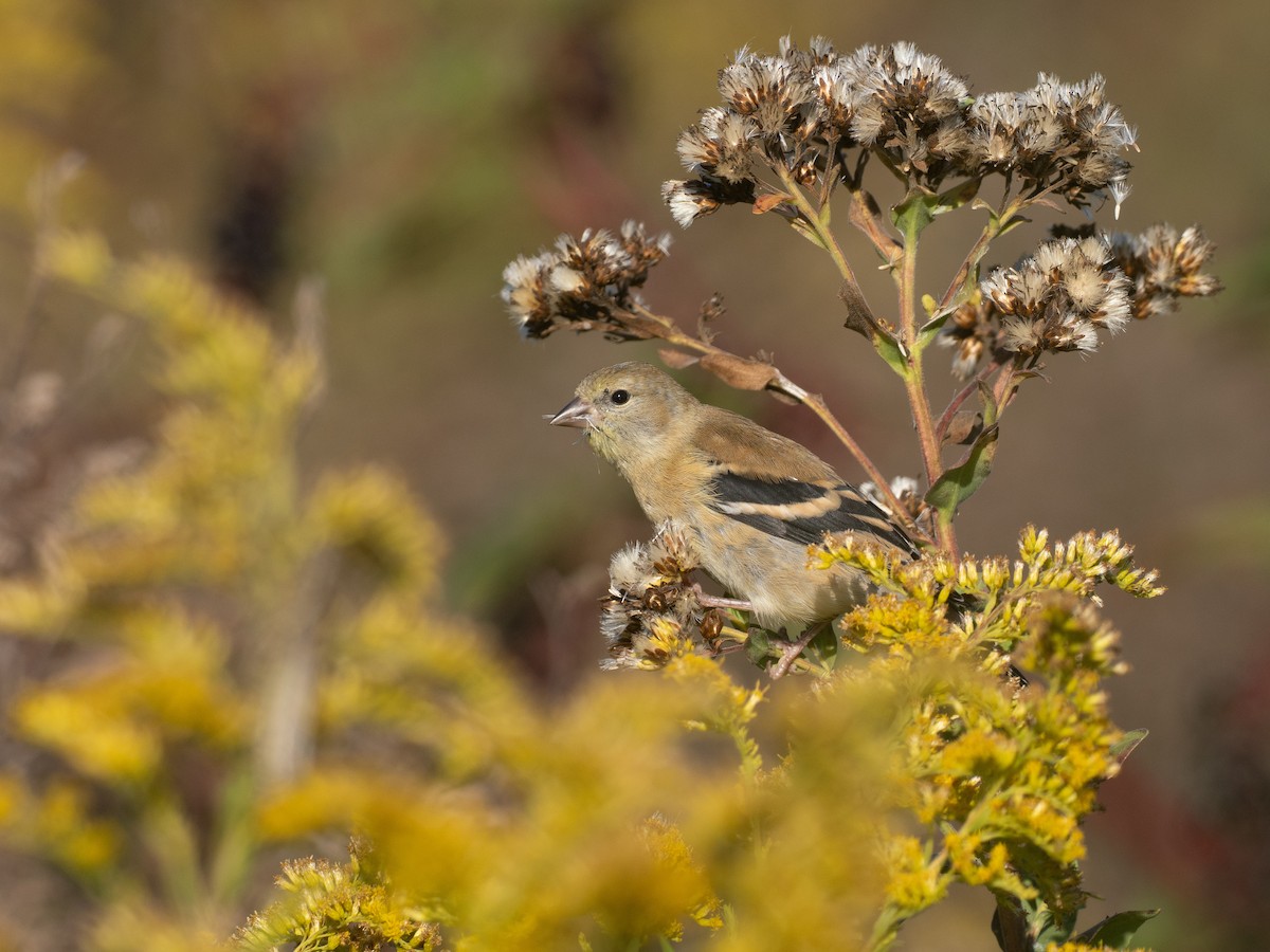 American Goldfinch - ML642990518