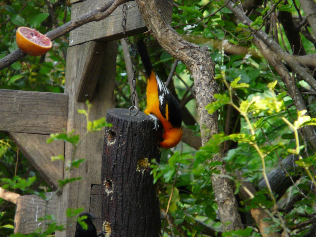 Altamira Oriole - ML642990532