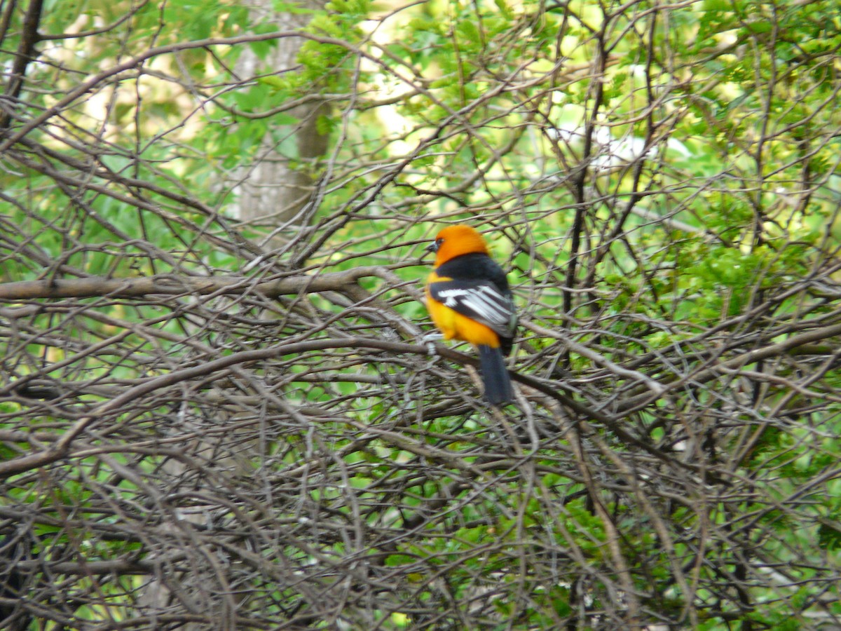 Altamira Oriole - ML642990533
