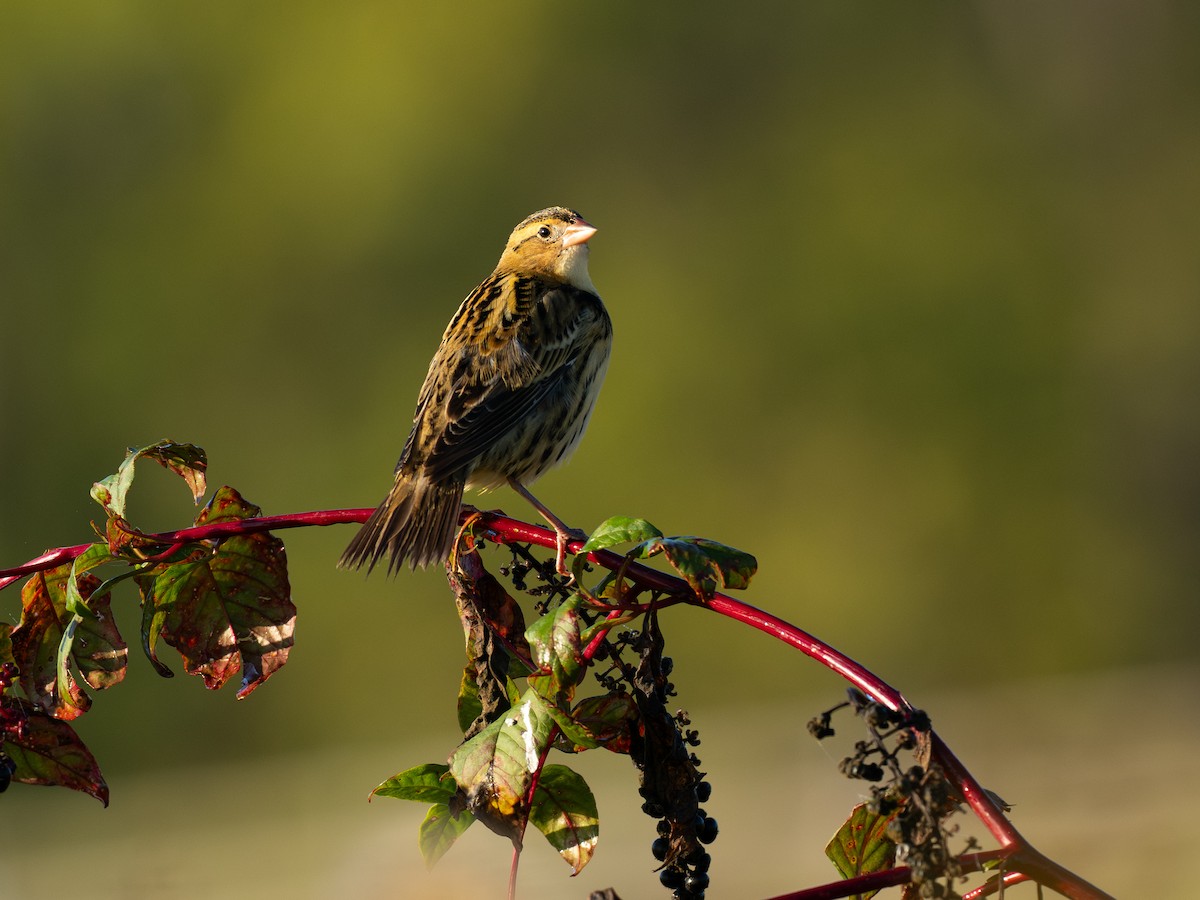 Bobolink - ML642990537