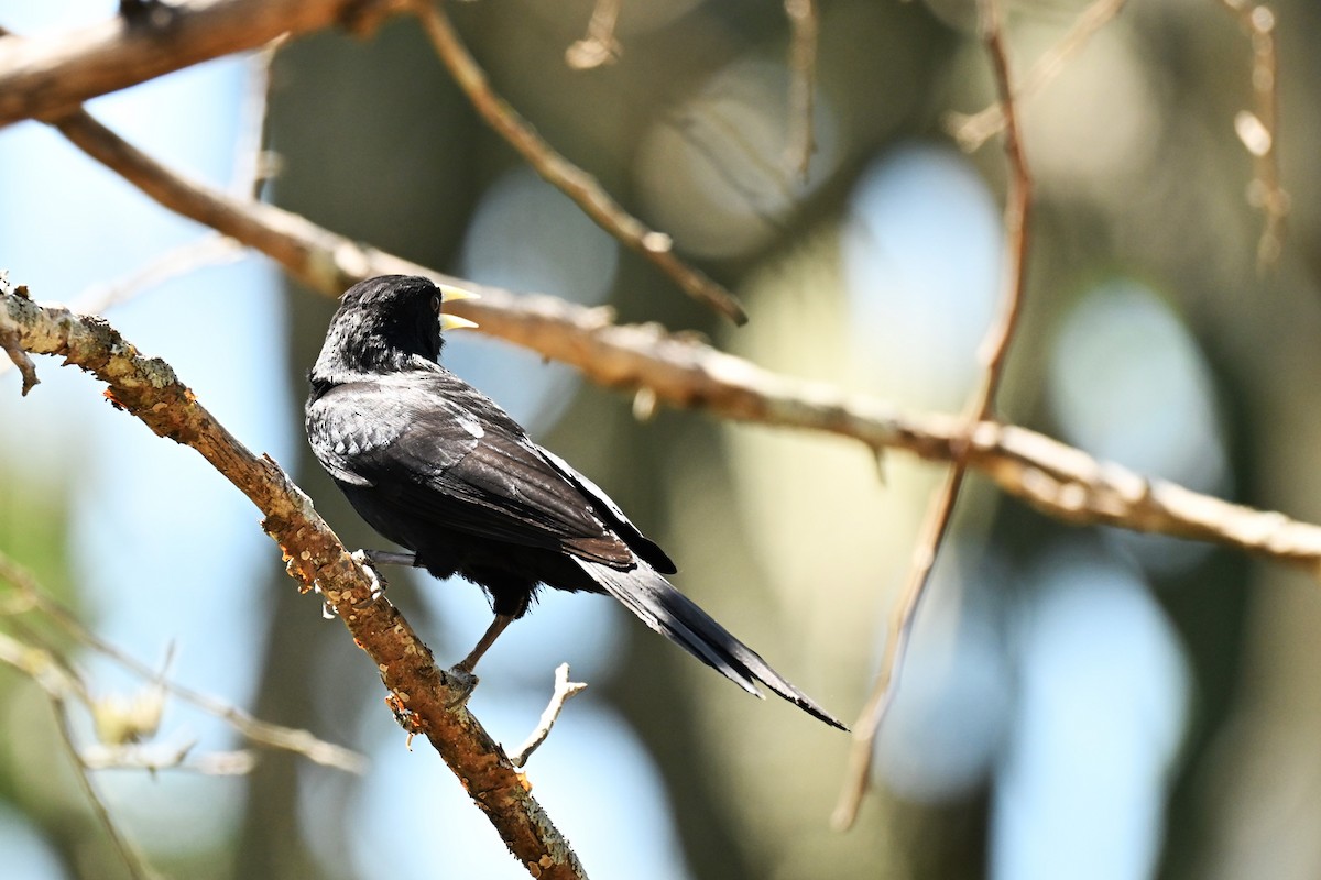 Solitary Black Cacique - ML642990543