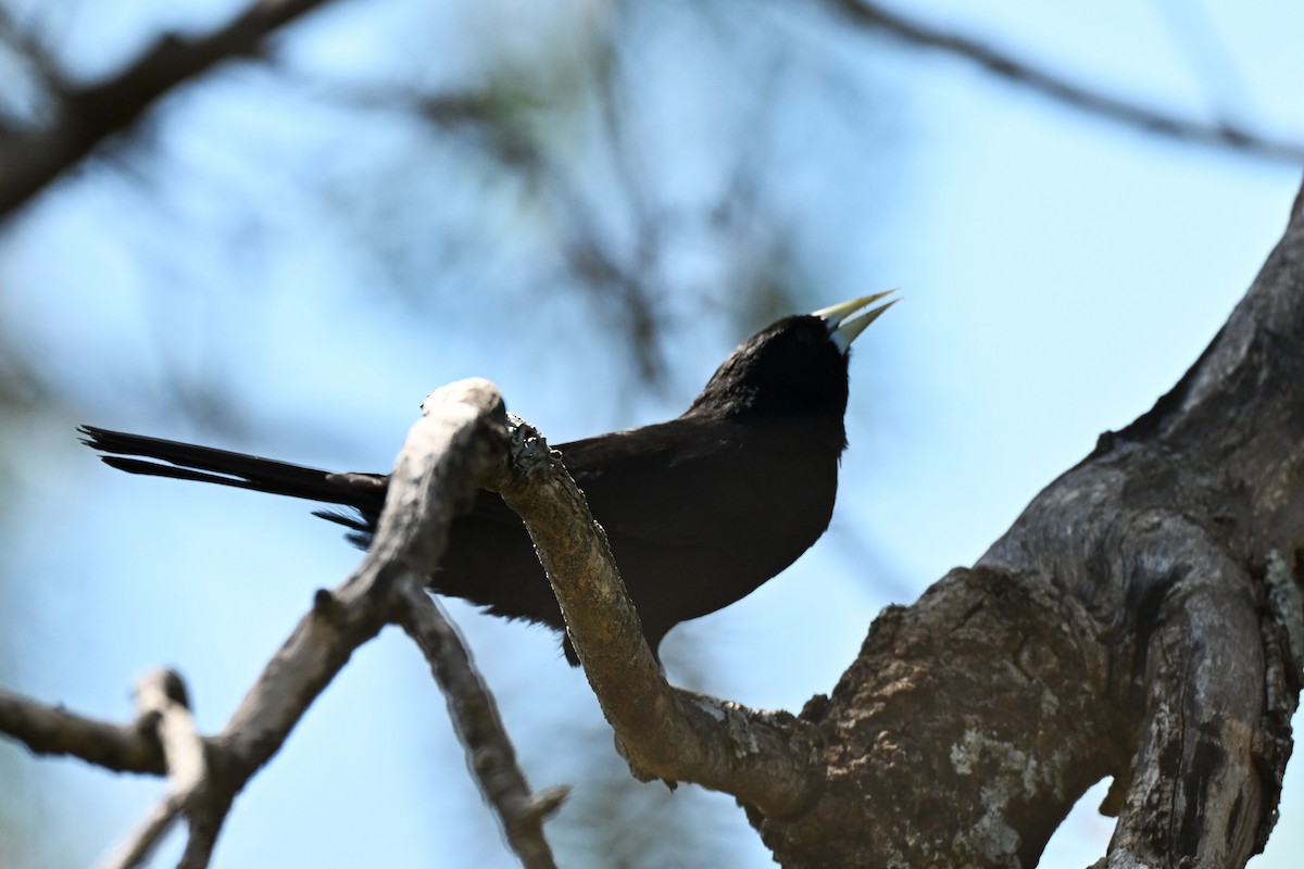 Solitary Black Cacique - ML642990545