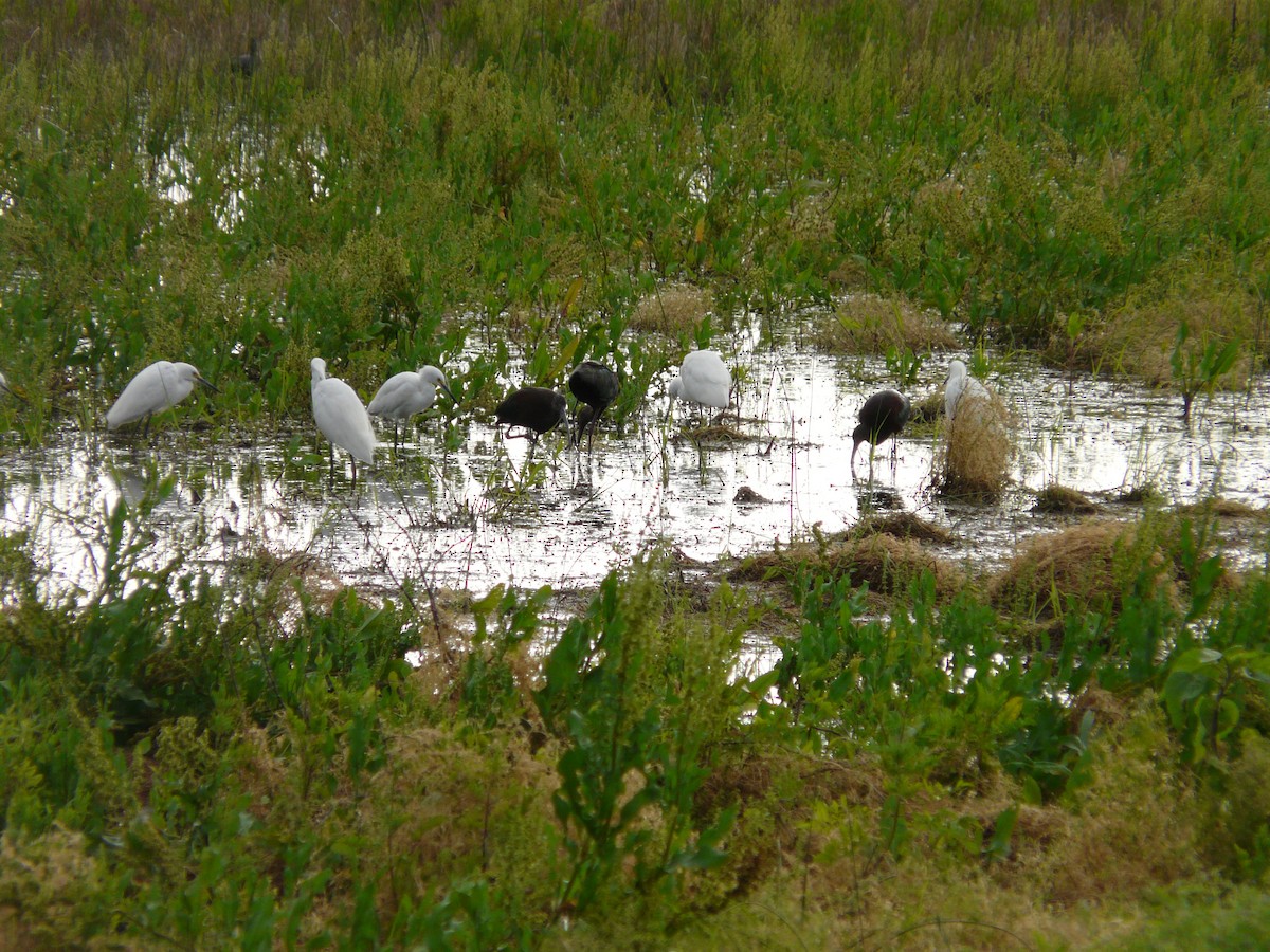 White-faced Ibis - ML642990577