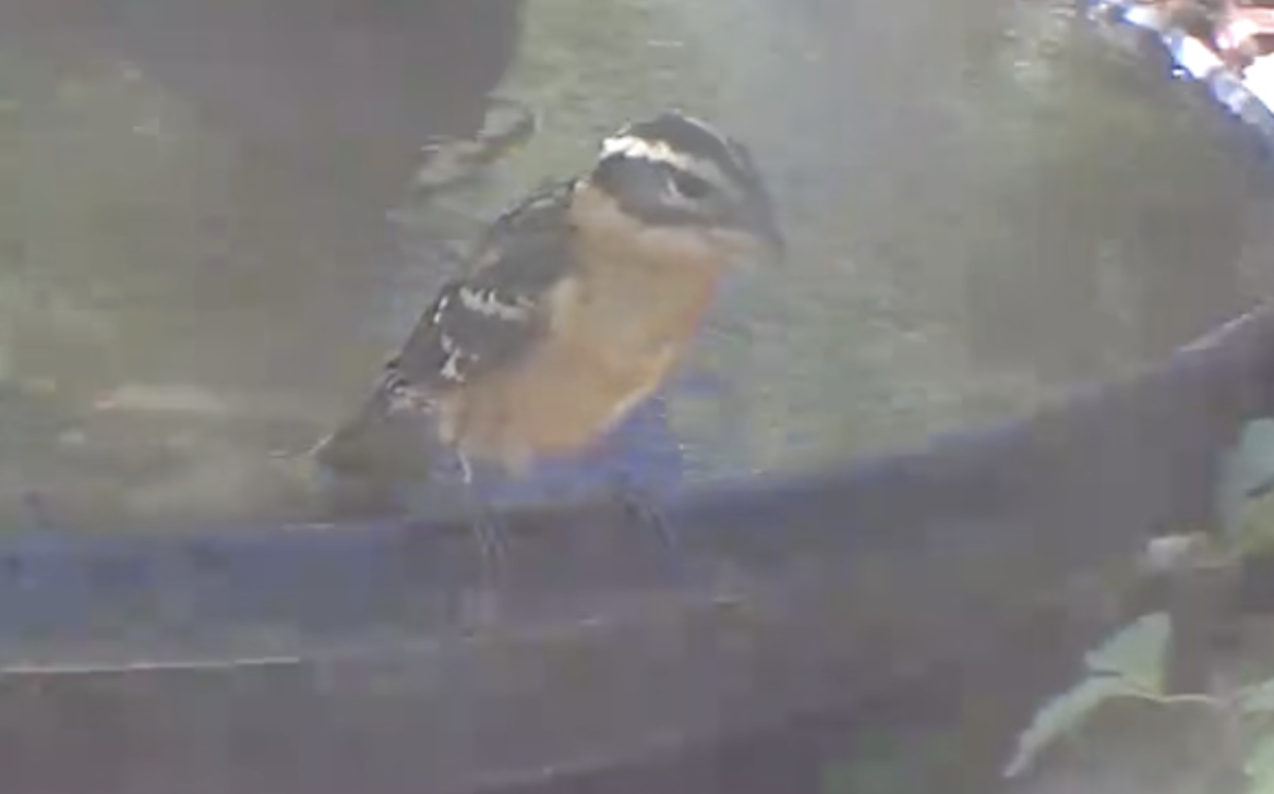 Black-headed Grosbeak - ML642990592