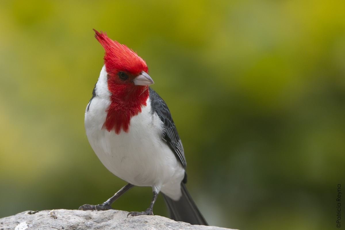 Red-crested Cardinal - ML642990595