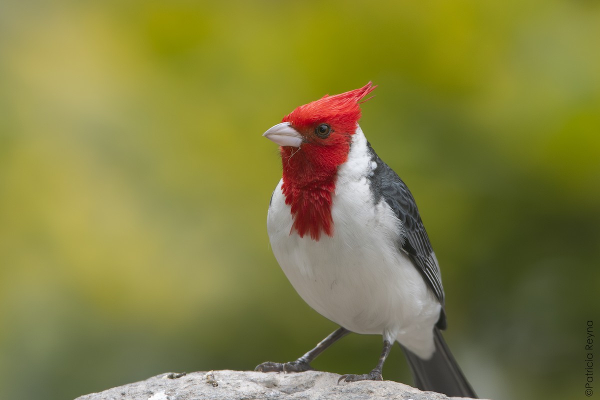 Red-crested Cardinal - ML642990596