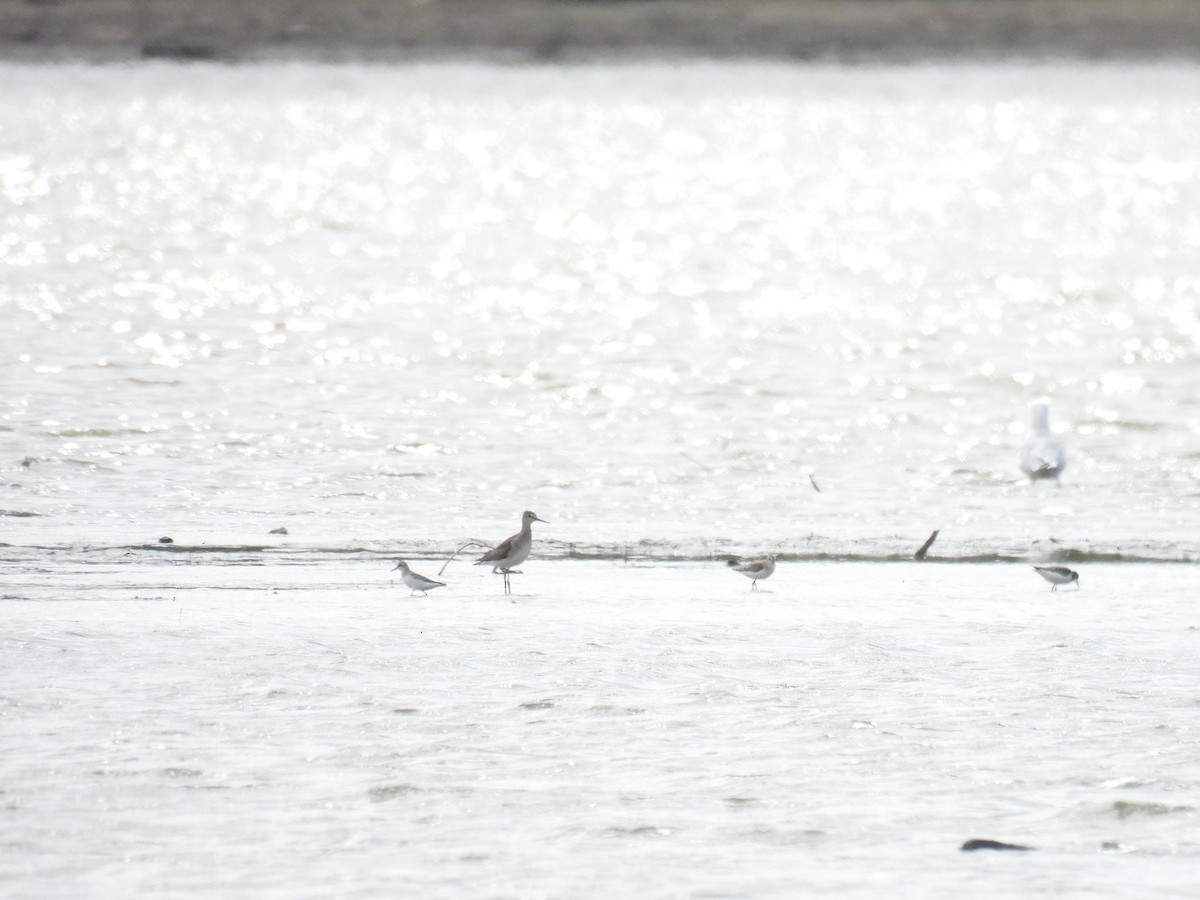 Stilt Sandpiper - ML642990620