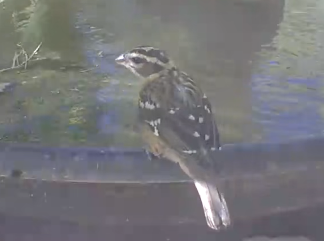 Black-headed Grosbeak - ML642990625